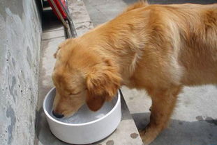 幼犬拉稀后禁食多久