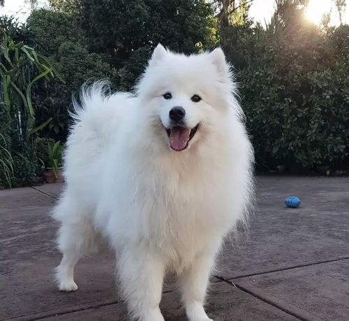 萨摩耶犬多久可以长大