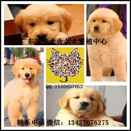 深圳哪里有金毛犬