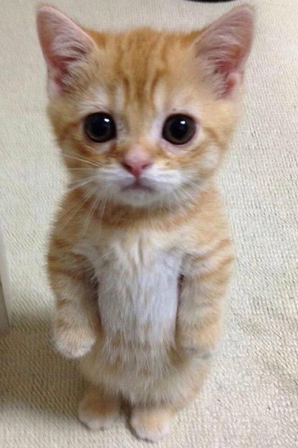 小猫多久可以训练好