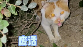 流浪猫晚上睡哪里