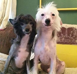 不易掉毛的猎犬有哪些