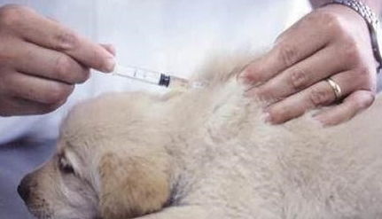 狗疫苗在哪里打