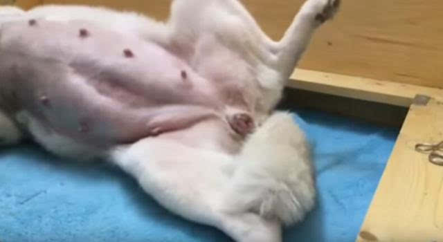 狗狗分娩过程需要多久