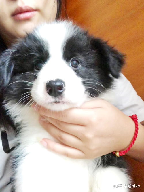 小狗怀孕多久才分娩