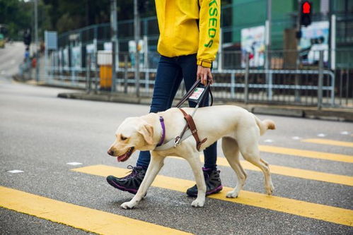 导盲犬如何选择