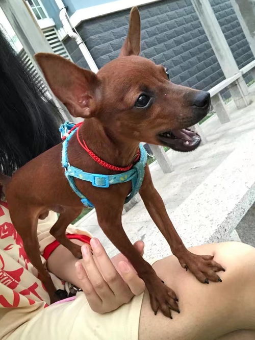 鹿犬都有哪些优缺点
