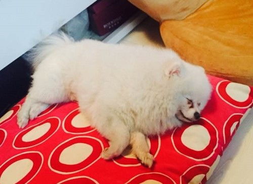 博美犬睡觉睡多久