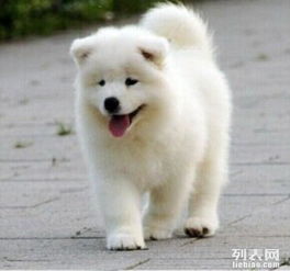 萨摩耶犬配种后多久
