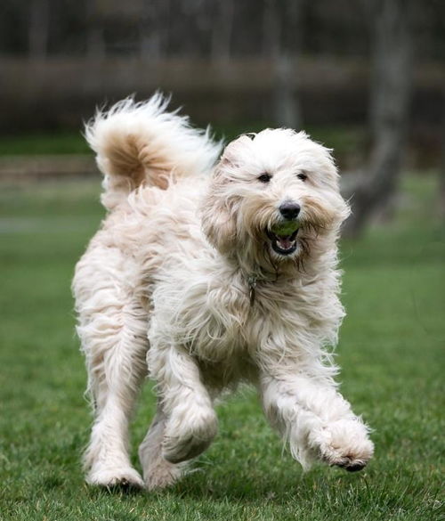 贵宾犬可以运动多久