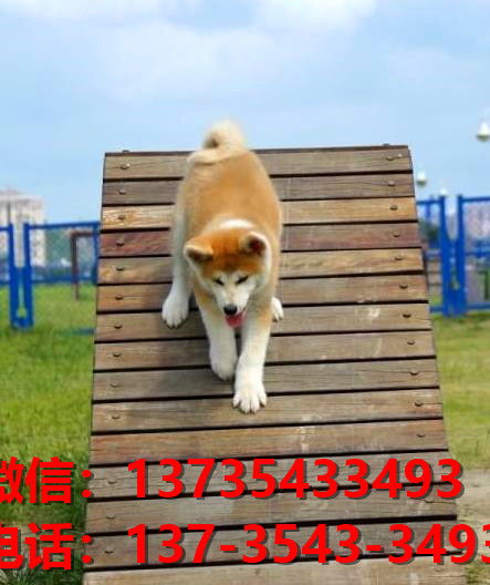 在南宁买狗哪里便宜