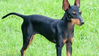 哪些小型犬看家好
