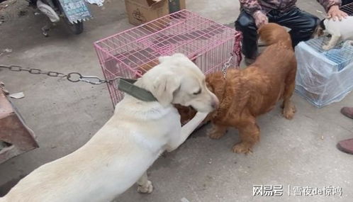 江苏哪里有狗市的