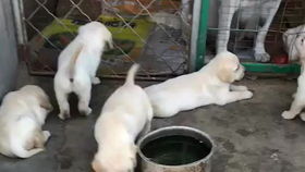 贵阳哪里卖狗狗便宜