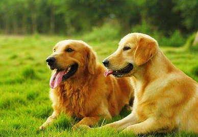 金毛犬哪里来的