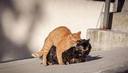 如何让母猫接受公猫