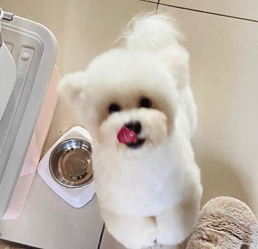 如何知道幼犬需要补钙