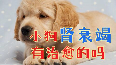 狗多久会脱水而死