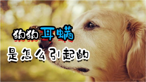 狗狗得耳螨会怎么样