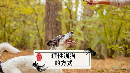 训狗可以用哪些方法