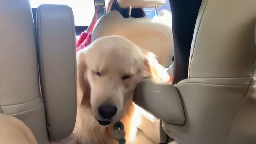 狗狗晕车多久能好