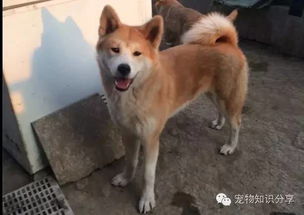 狗狗来例假多久发情