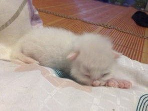刚生的小猫多久能看