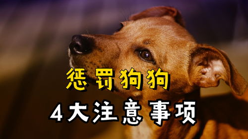 如何惩罚狗狗
