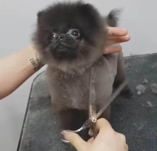 给狗剪毛时如何用剪子
