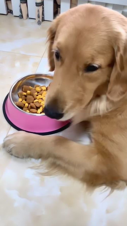 狗狗吃生面团后会怎么样