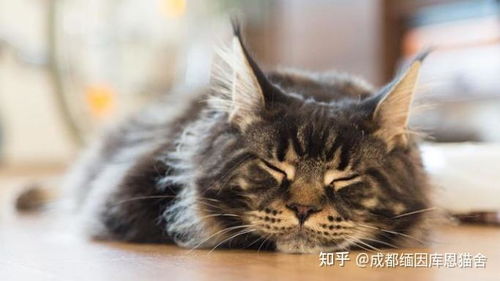 成都哪里有猫卖