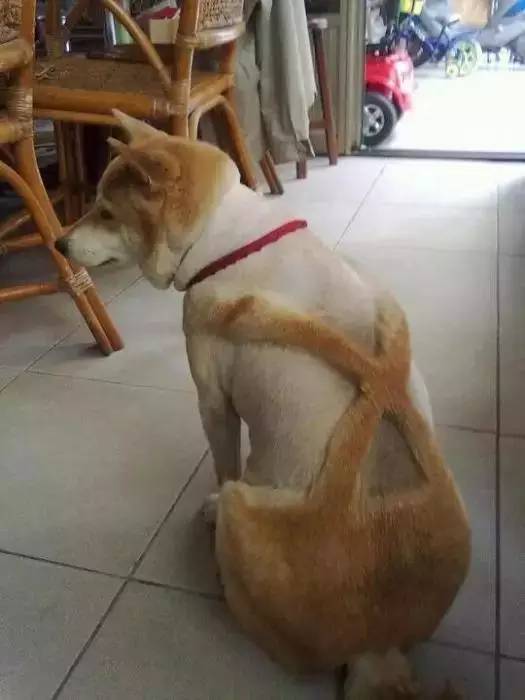 如何自己给狗狗剃毛