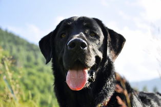 拉布拉多犬多久能长大