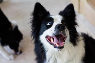 如何训养边境牧羊犬
