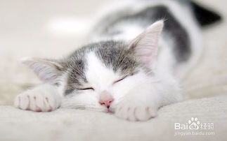 怎么样让猫咪变温顺