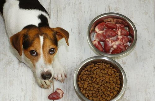 狗驱虫后多久喂食
