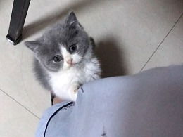 哪里买健康的猫