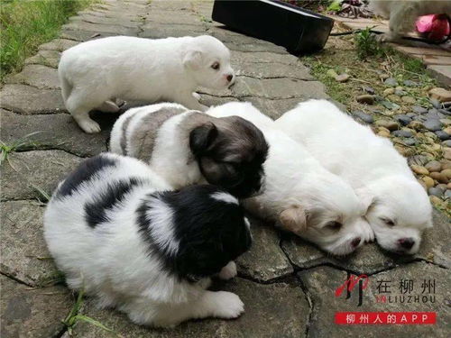 柳州哪里可以养狗