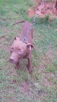 哪里有纯种比特犬转让