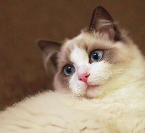 布偶猫寿命有多久