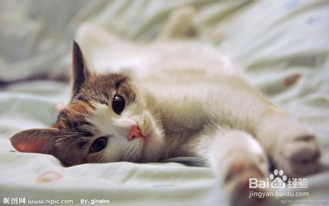 如何预防猫中暑