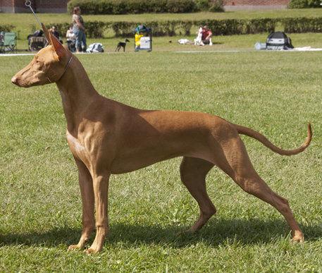 法老猎犬在哪里买