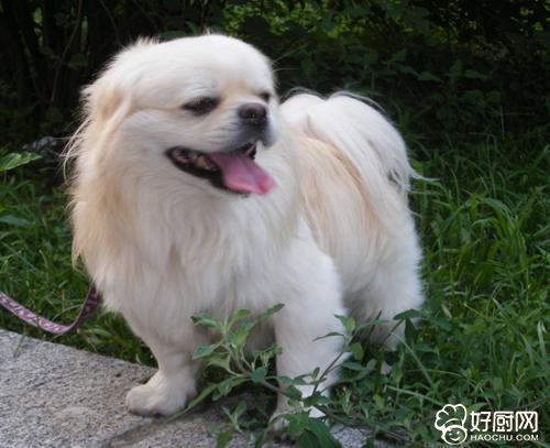 京巴狗狗怎么样