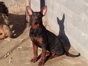 哪里有卖莱州红犬的