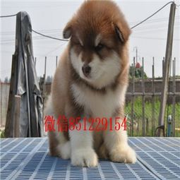 南昌哪里有犬卖