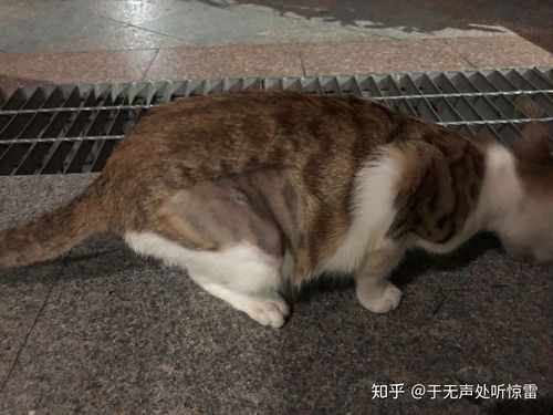 如何给猫绝育