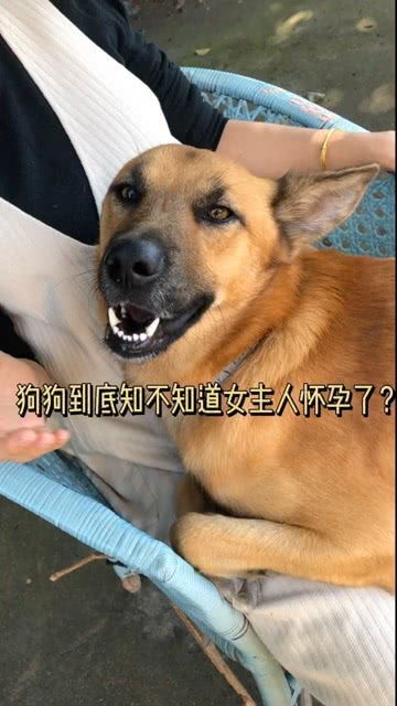 如何知道小狗怀孕