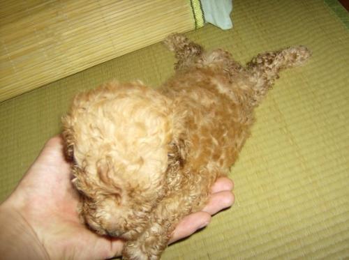 泰迪幼犬多久洗澡