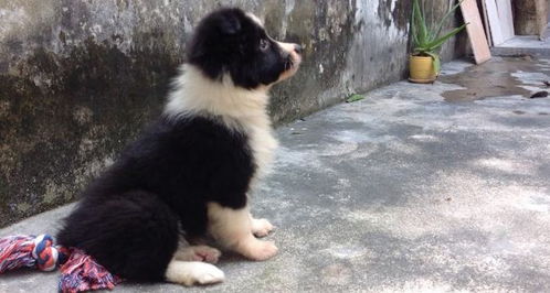 母狗生产后多久可以洗澡
