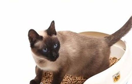 如何判断猫是否便秘